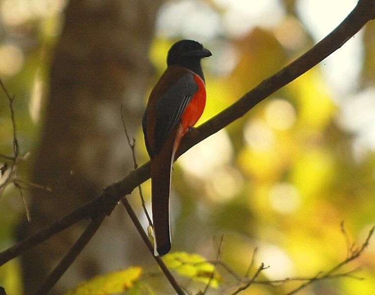 File:Malabar Trogon.JPG