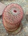 Mammillaria spinosissima