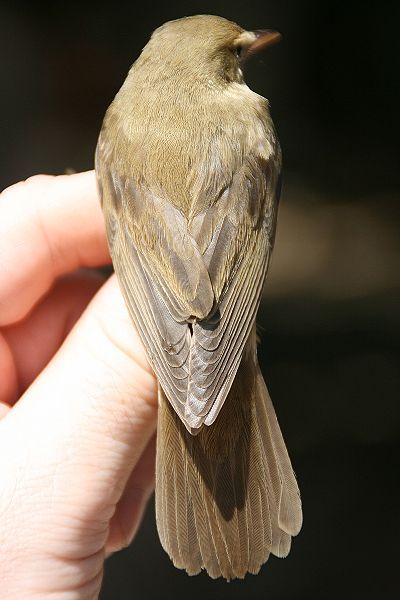 File:Marshwarbler primaryprojection.jpg