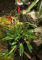 Masdevallia veitchiana plants Peru - Machu Picchu