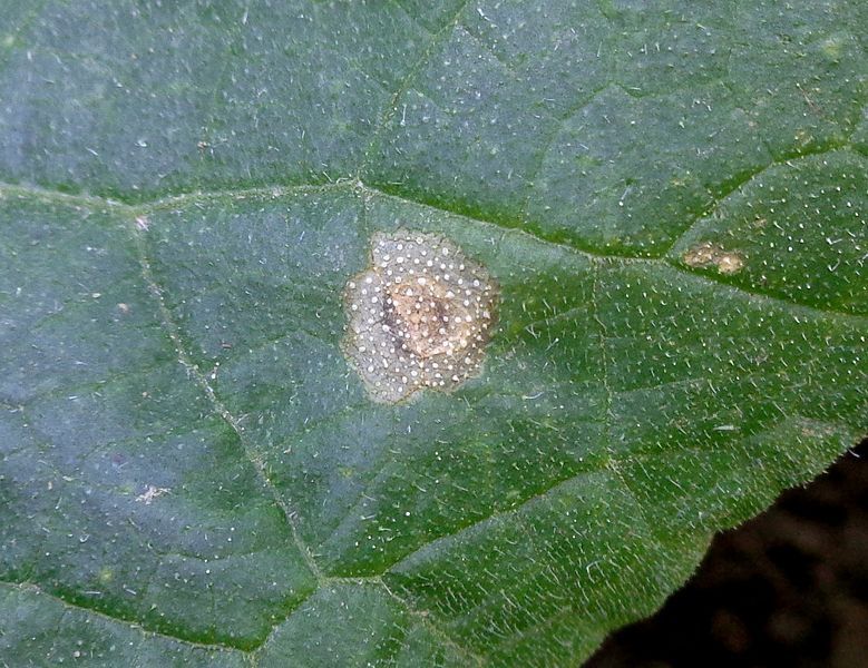 File:Mycosphaerella brassicicola 02.JPG