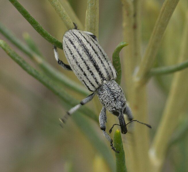 File:Myrmex lineatus P1520967a.jpg