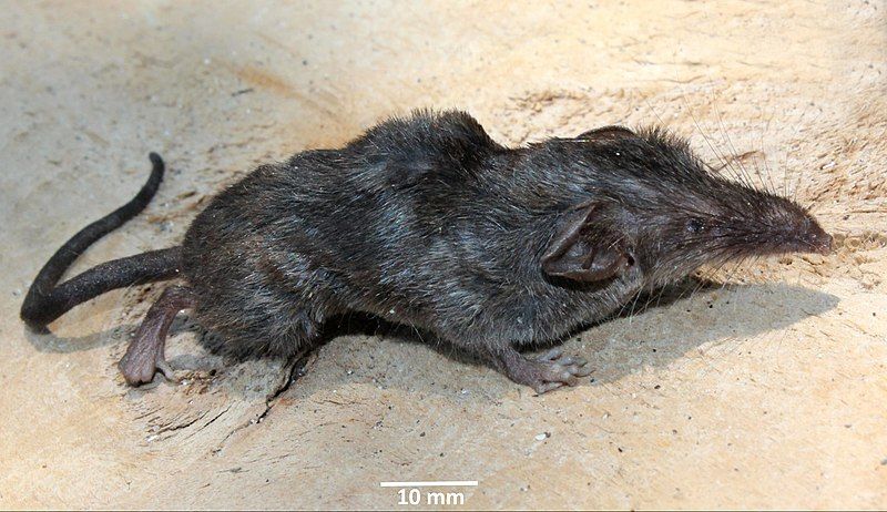 File:Narcondam shrew.jpg