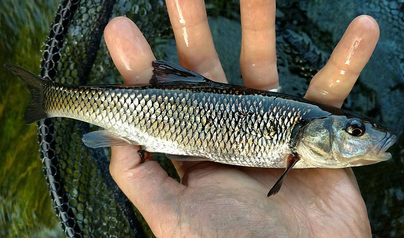 File:Nashua River Fallfish.jpg