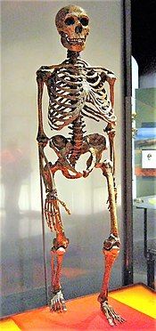 A Neanderthal skeletal mount at the American Museum of Natural History.