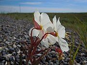 Backside of flowers