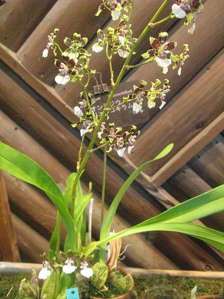 File:Oncidium leucochilum1.jpg