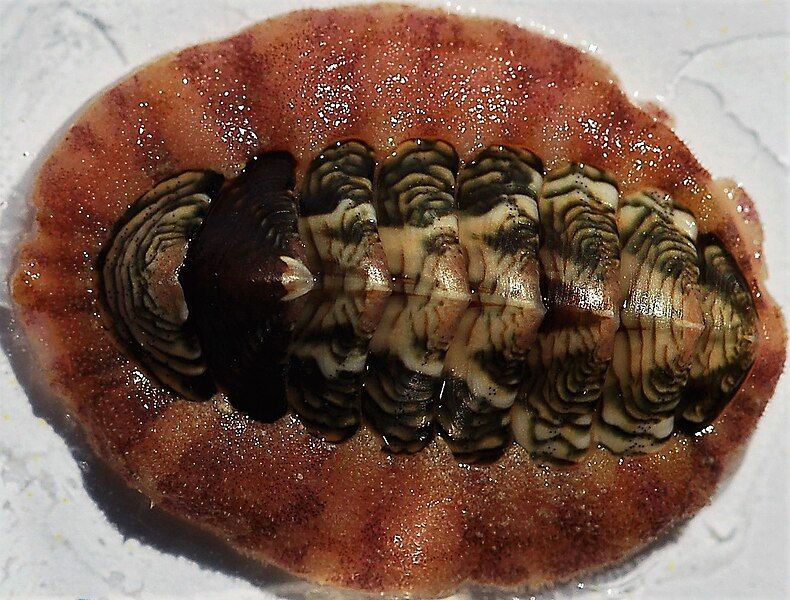 File:Onithochiton neglectus 1.jpg