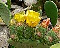 Opuntia ficus-indica