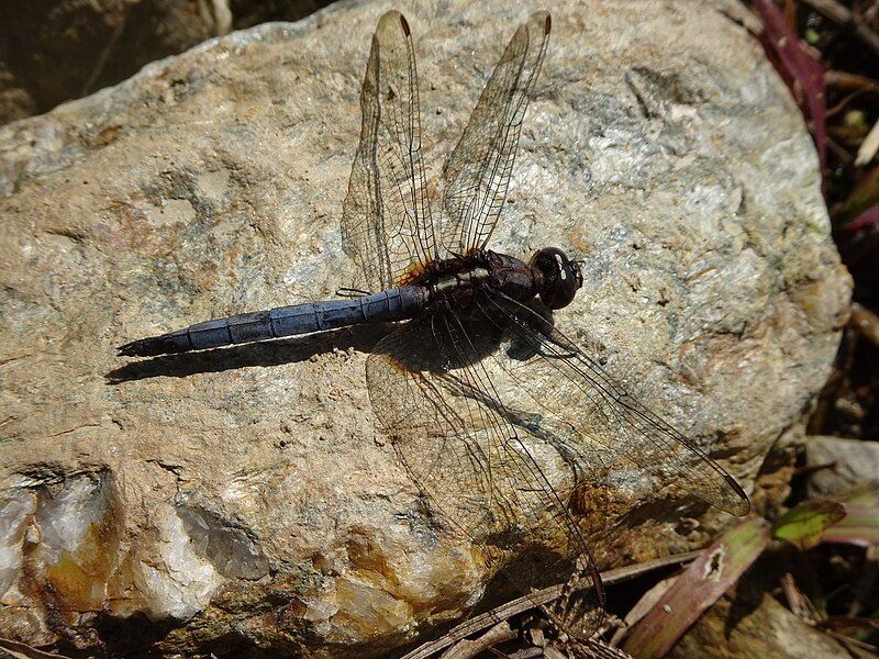 File:Orthetrum glaucum1.jpg