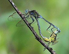 mating pair