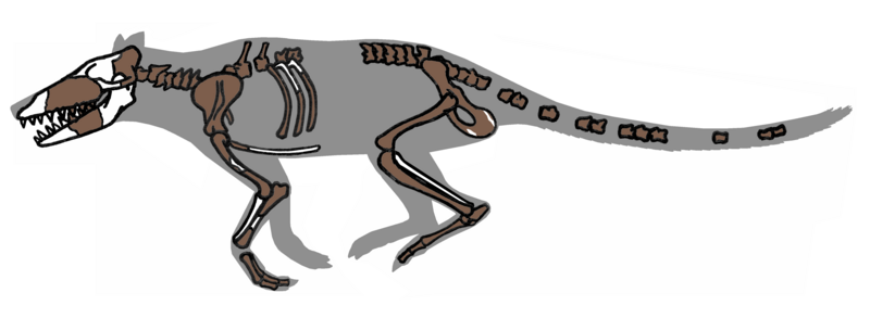 File:Pakicetus fossil.png