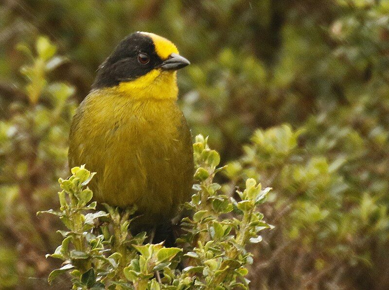 File:Pale-naped Brush-Finch.jpg