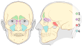 Paranasal sinuses