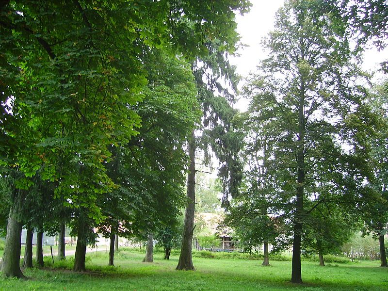 File:Park pałacowy ,Rakowice.jpg