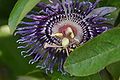 Passiflora 'Elisabeth'