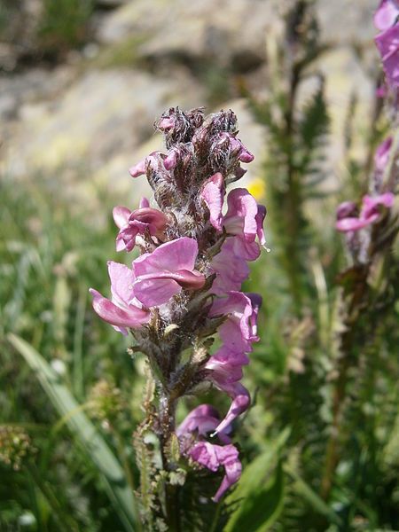 File:Pedicularis rostratospicata 003.jpg