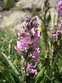 Pedicularis rostratospicata