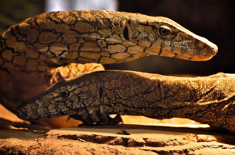 File:Perentie Lizard Pair.jpg