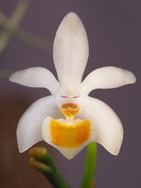 File:Phalaenopsis malipoensis (26182921470).jpg