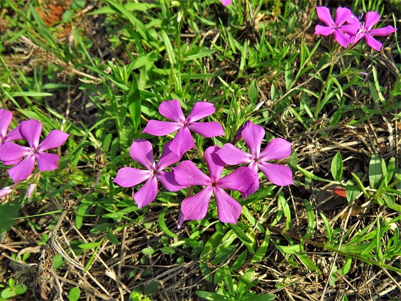 File:Phlox cuspidata 260793771.jpg