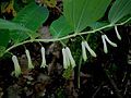 Polygonatum multiflorum