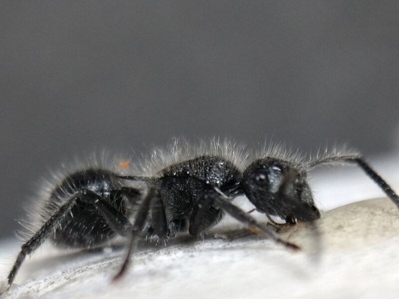 File:Polyrhachis punctiventris.jpg