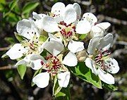 Close-up of flowers