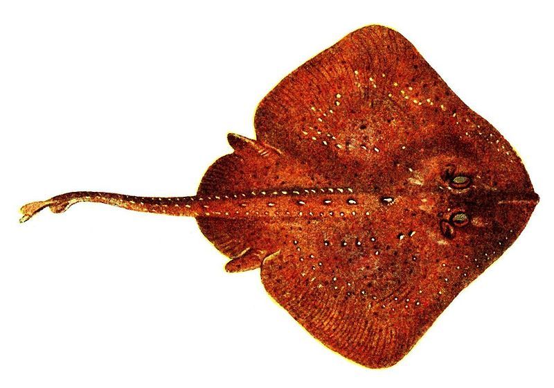 File:Raja clavata (Pieni).jpg