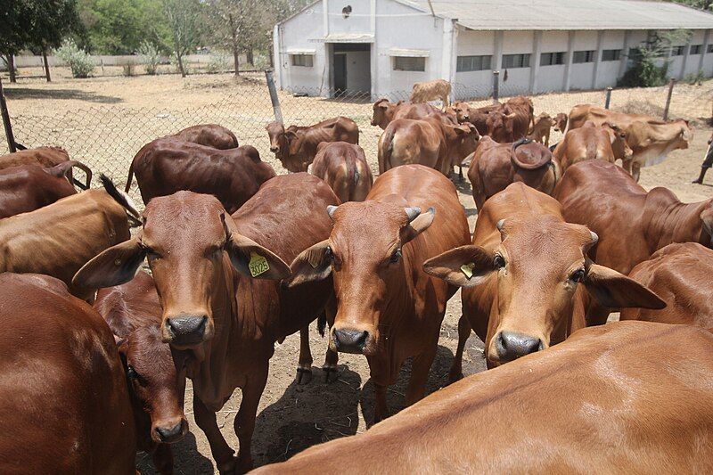 File:Red Sindhi calves.jpg