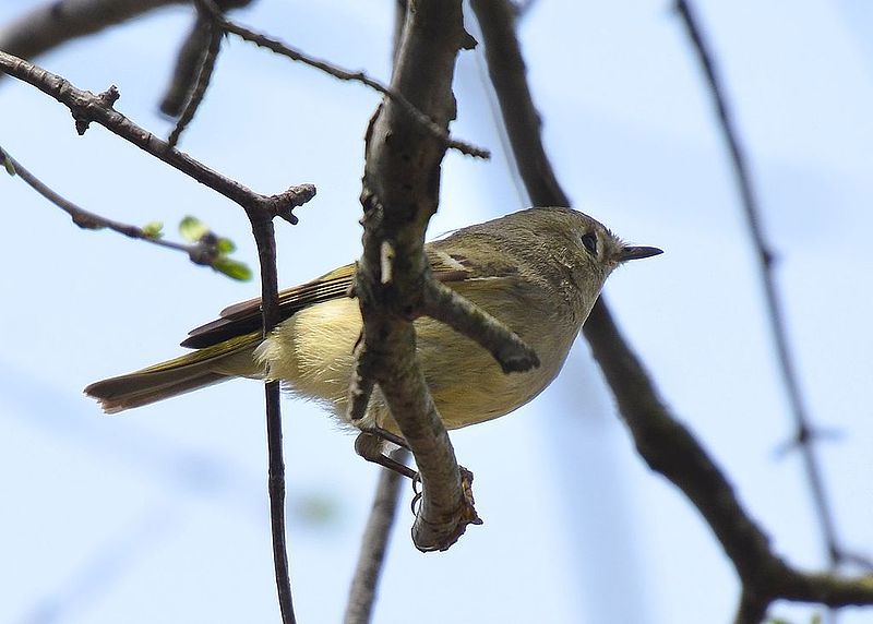 File:Ruby-Crowned Kinglet-Female (8711813571).jpg