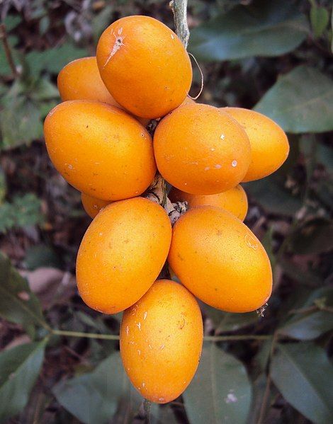 File:Sarcostigma kleinii fruits.jpg