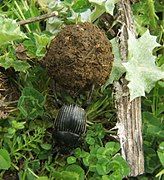 An earth-boring dung beetle working