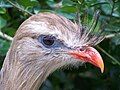 Red-legged seriama