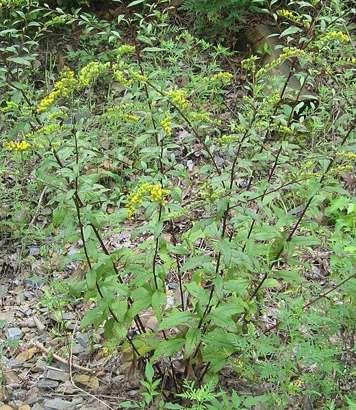 File:Solidago arguta.jpg