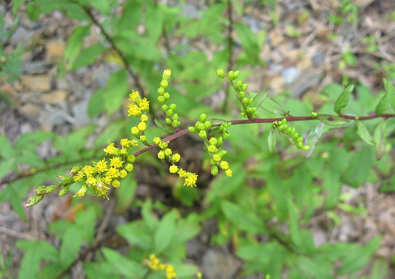 File:Solidago arguta flowers.jpg