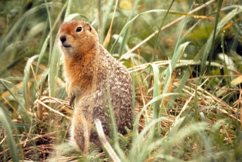 File:Spermophilus parryii.jpg