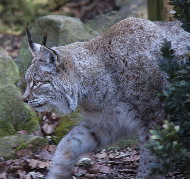 File:Stalking Lynx (5516764719).jpg