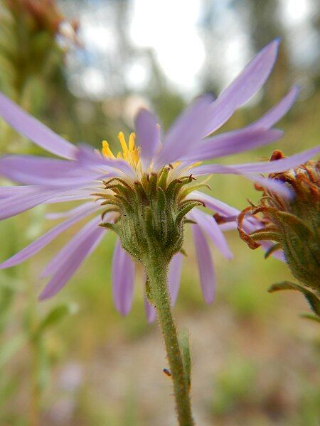 File:Symphyotrichum campestre 48592221767.jpg