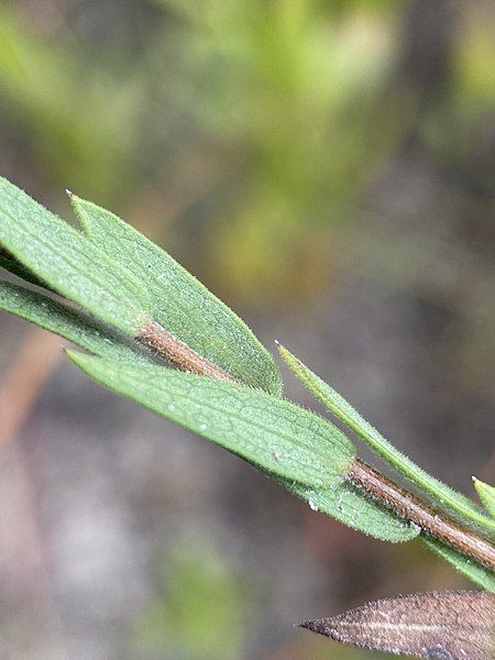 File:Symphyotrichum plumosum 153830146.jpg