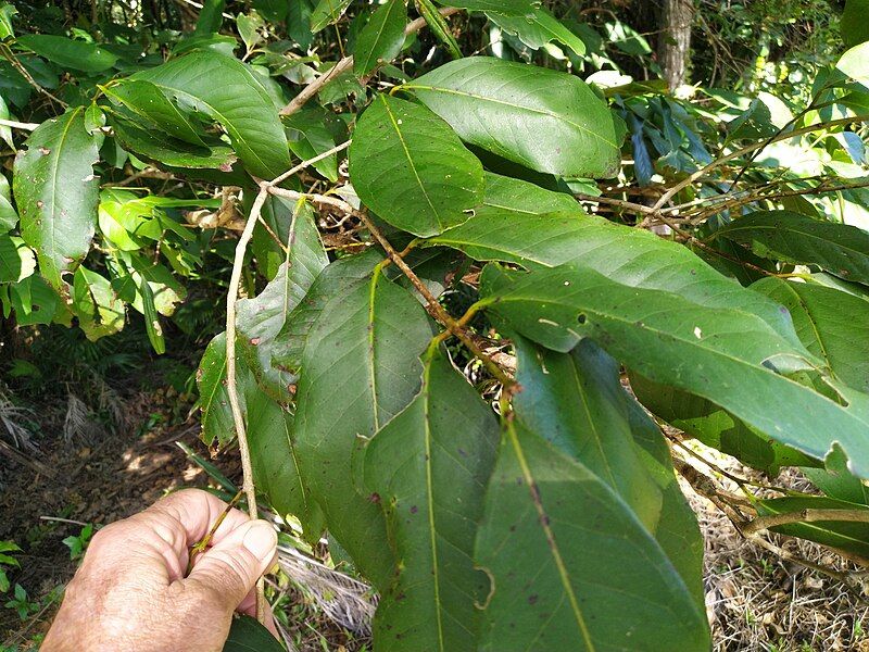 File:Syzygium-sayeri-SF22210-01.jpg