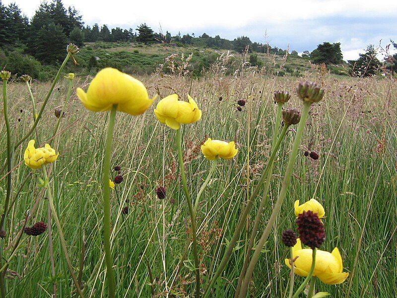 File:Trollius.JPG