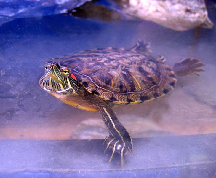 File:Turle124.jpg