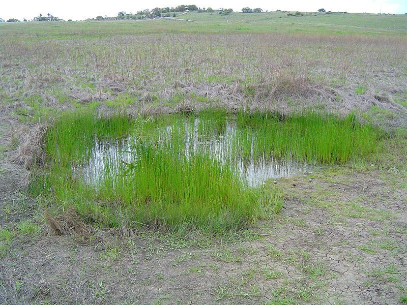 File:Vernal pool SRP.jpg