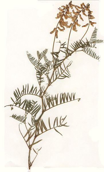 File:Vicia tenuifolia Herbar.jpg