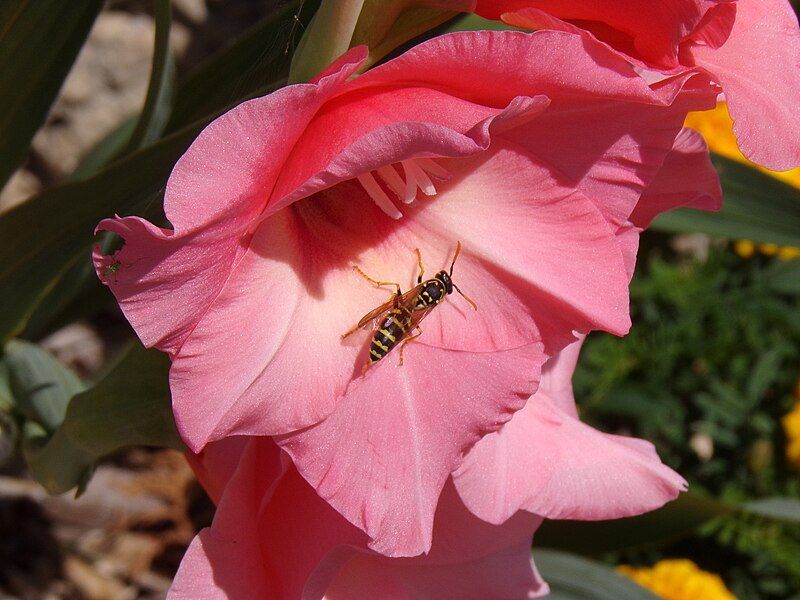 File:Wasp on oleander.jpg