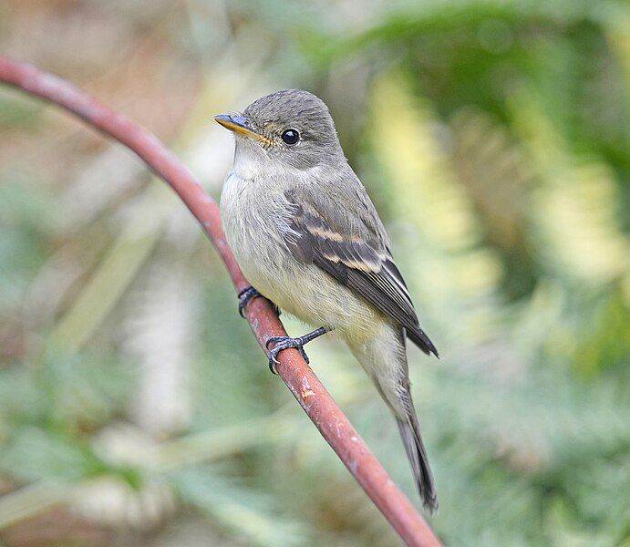 File:Willow Flycatcher 6302vv.jpg