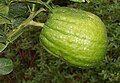 Mature fruit of Yanover etrog