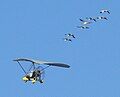 Young Whooping Cranes, following their "mother" to wintering area; St. Marks, Florida.