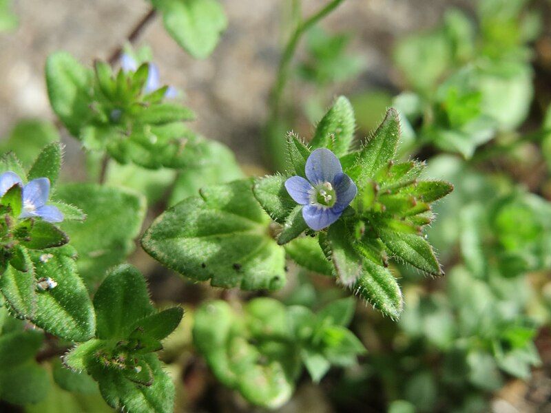 File:20170331Veronica arvensis2.jpg